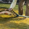 Fishing Fishpond | Nomad Mid-Length Net - Upper Missouri Waterkeeper Edition